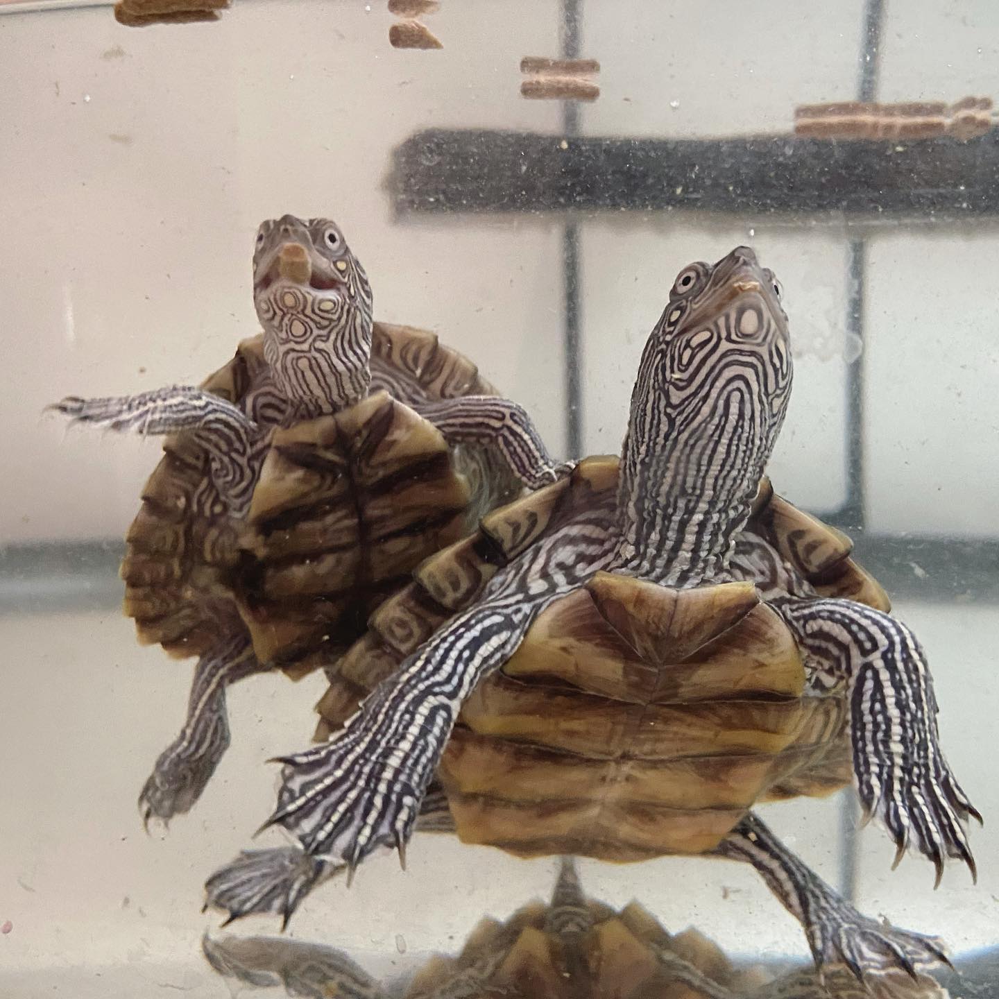 1.5米鱼缸养地图龟,地图龟鱼缸怎么布置