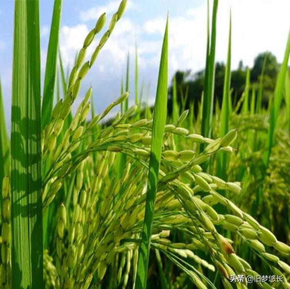 十天干中的甲对应数字是,甲与十天干的关系