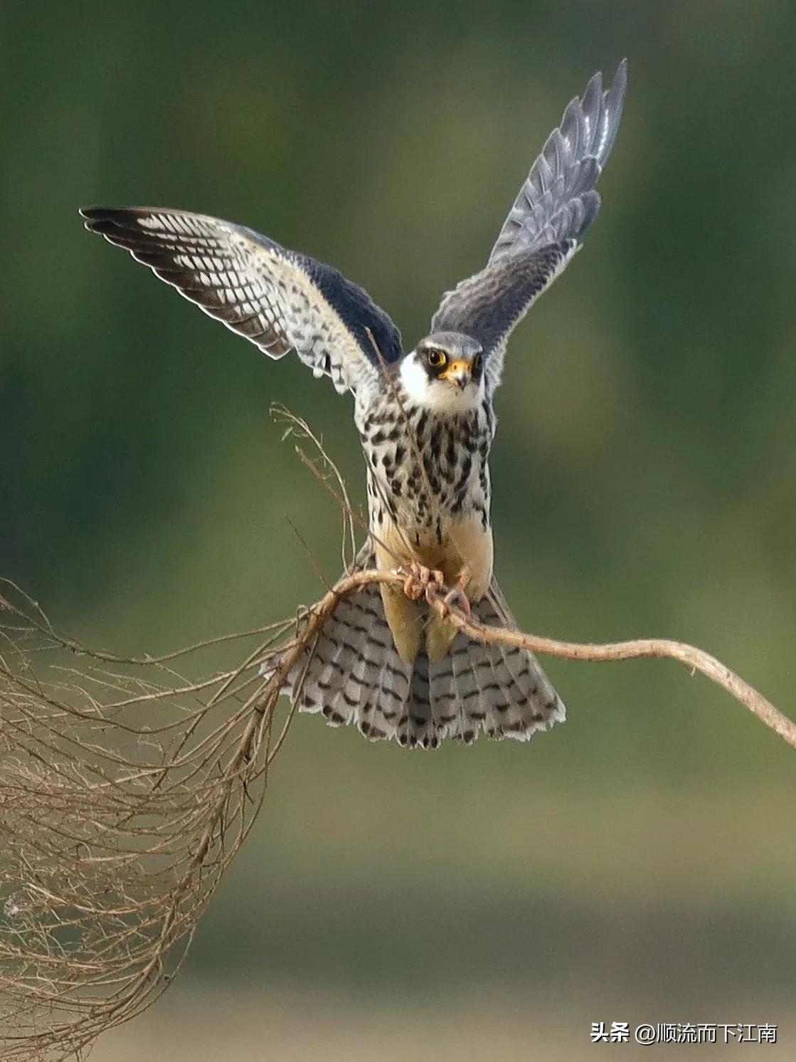 红脚隼叫声,红脚隼