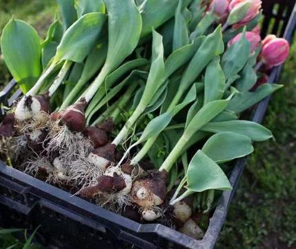 为什么荷兰国花是郁金香,郁金香为什么会成荷兰国花