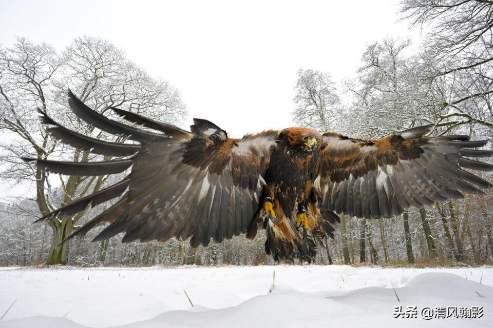 z9拍鸟照片,z9相机购买攻略