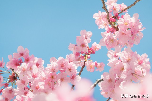 日本樱花起源于中国吗,樱花到底是起源于日本还是中国