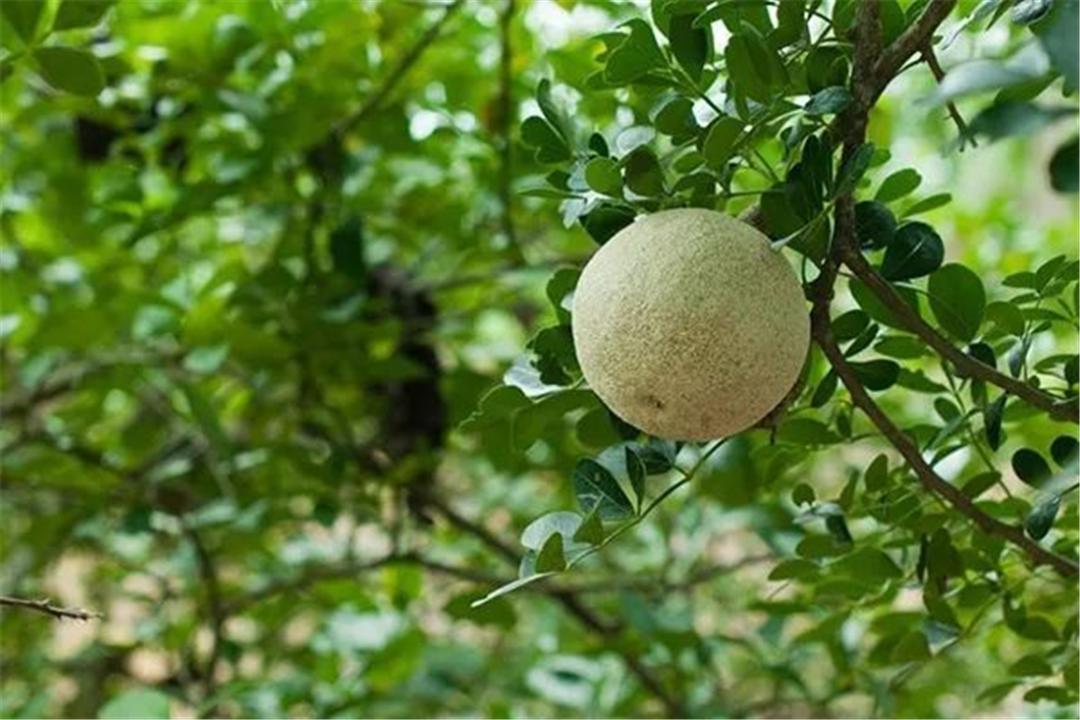 十万大山发现木苹果，果肉像罗汉果，果壳比椰子硬，印度人喜欢吃