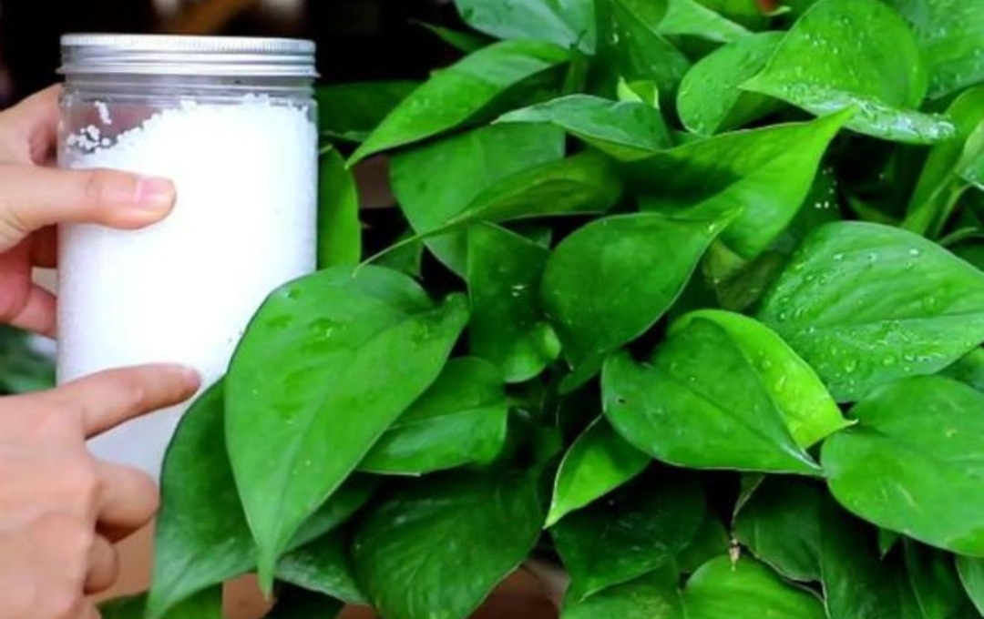 天冷绿萝蔫了怎么办,天冷绿萝能浇水吗