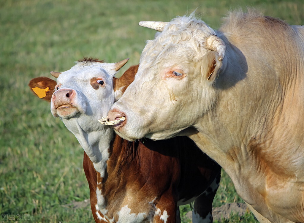 犊牛霉菌毒素中毒症状和治疗,怀孕母牛霉菌中毒怎么治最有效