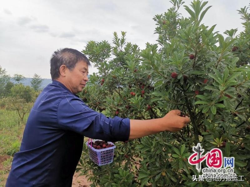四川苍溪：特色产业串起“致富链”