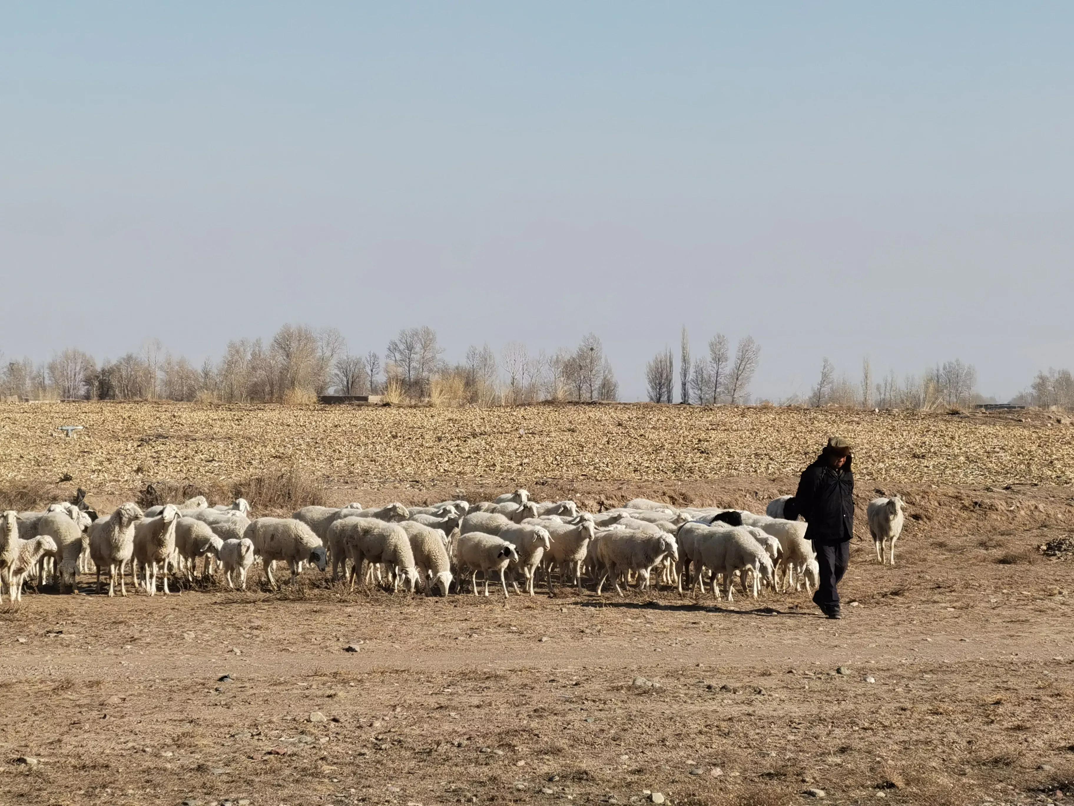 配羊养殖技术,配育肥羊饲料怎么配的