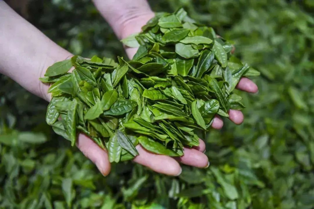 北纬三十度名茶名酒,北纬30度十大名茶