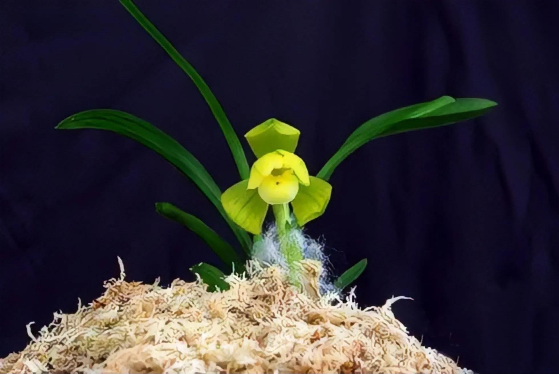 1992年贵州农民种出新品种兰花，他花1万元买下，后来怎么样了