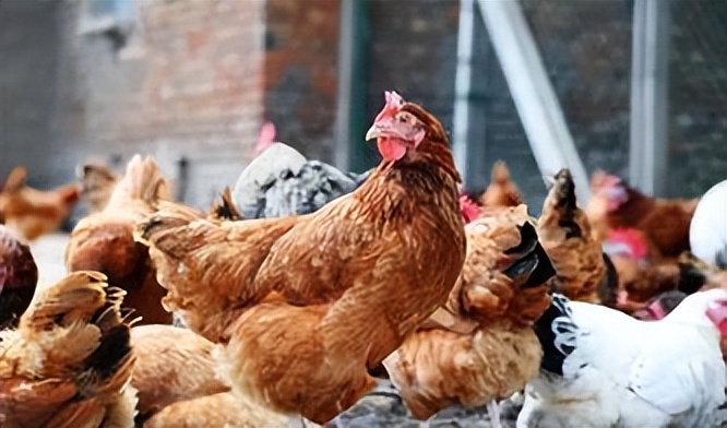 惠州大型养鸡场,十亩山林养殖3000只鸡