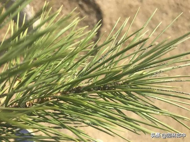 松大蚜为害标准,松树防螟虫