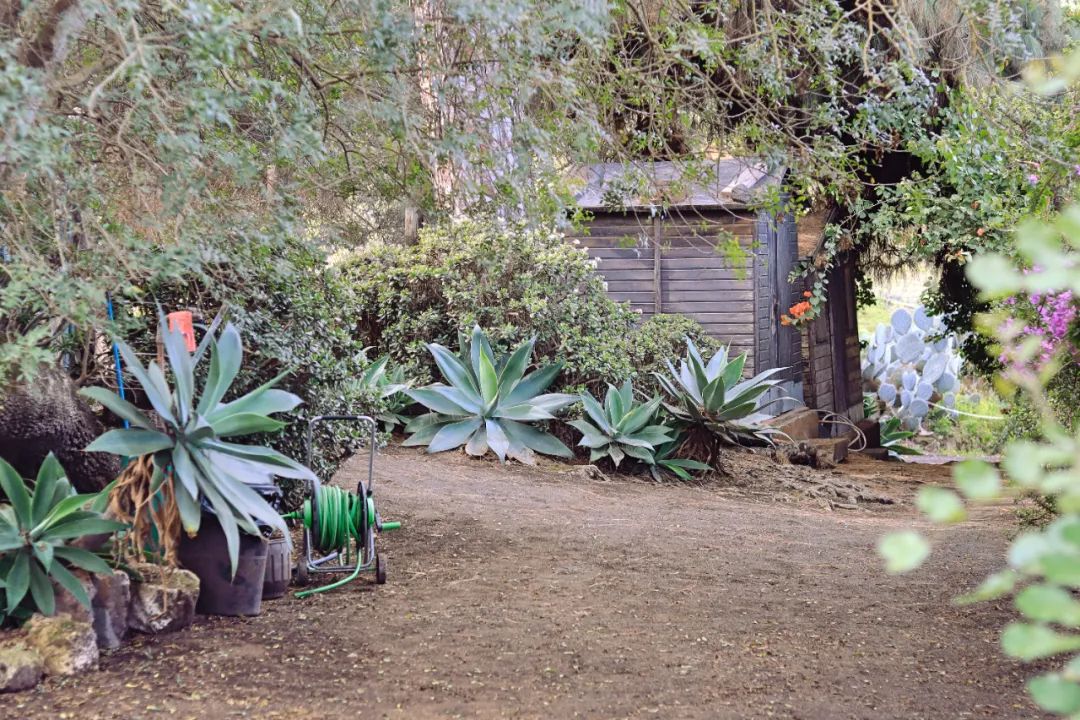 哥伦布第二次到美洲带去的作物,哥伦布带到美洲的东西