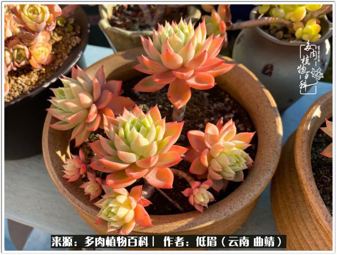 玉露多肉冬季分盆,玉露多肉怎样才能晶莹剔透