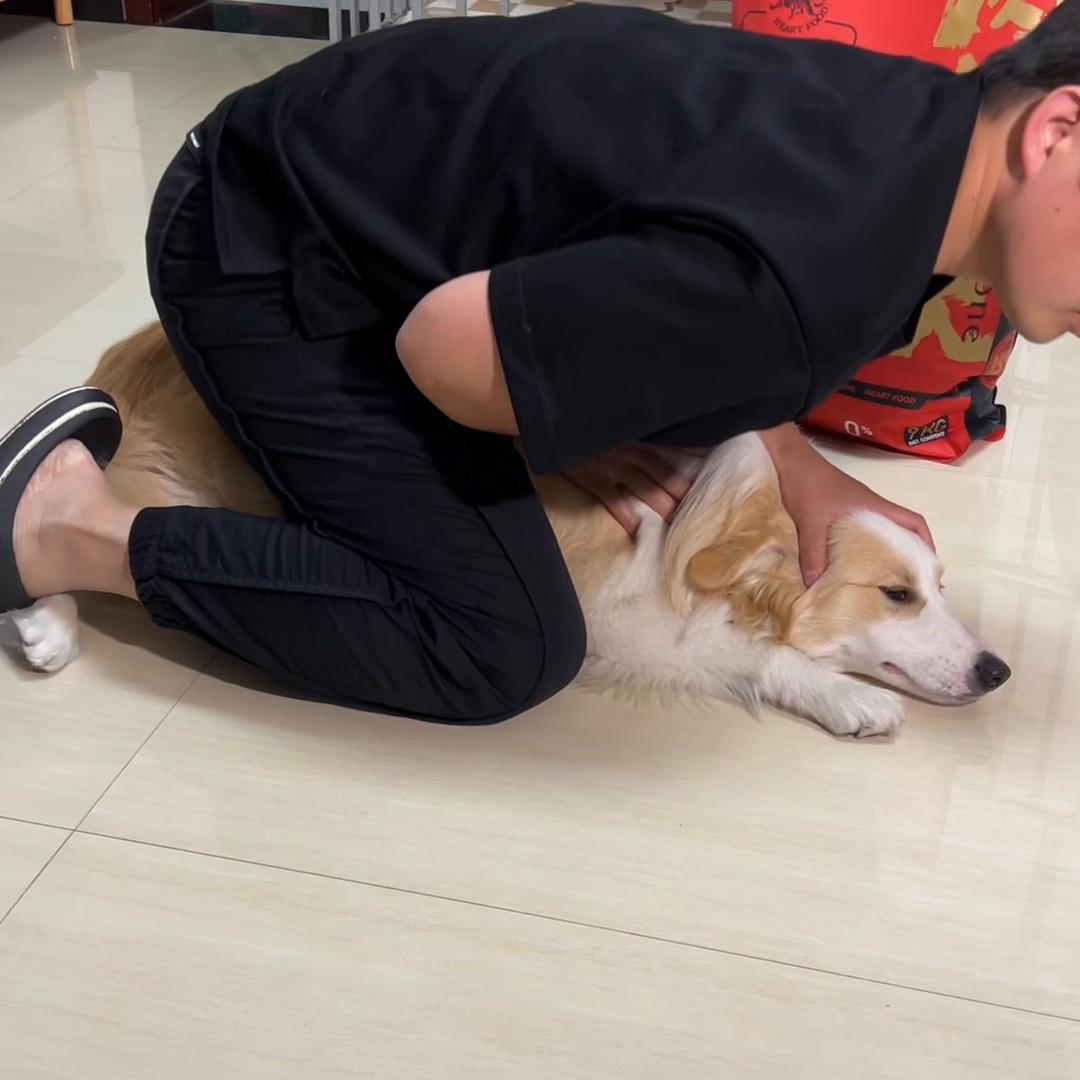 幼犬一吃饭很激动怎么训练,吃饭特别快控制不住有心理问题吗