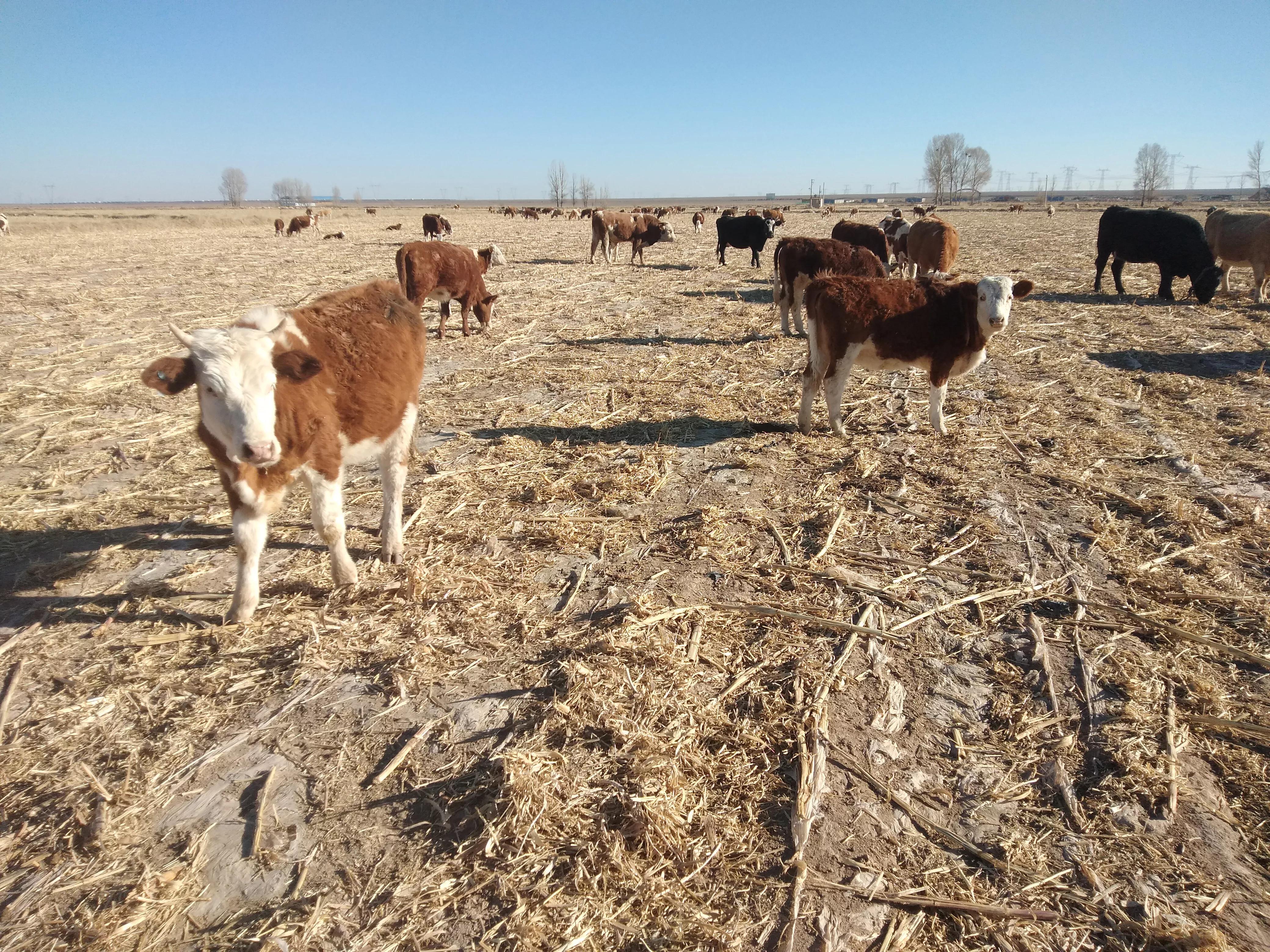 养牛的知识与技术,养牛知识与技术介绍