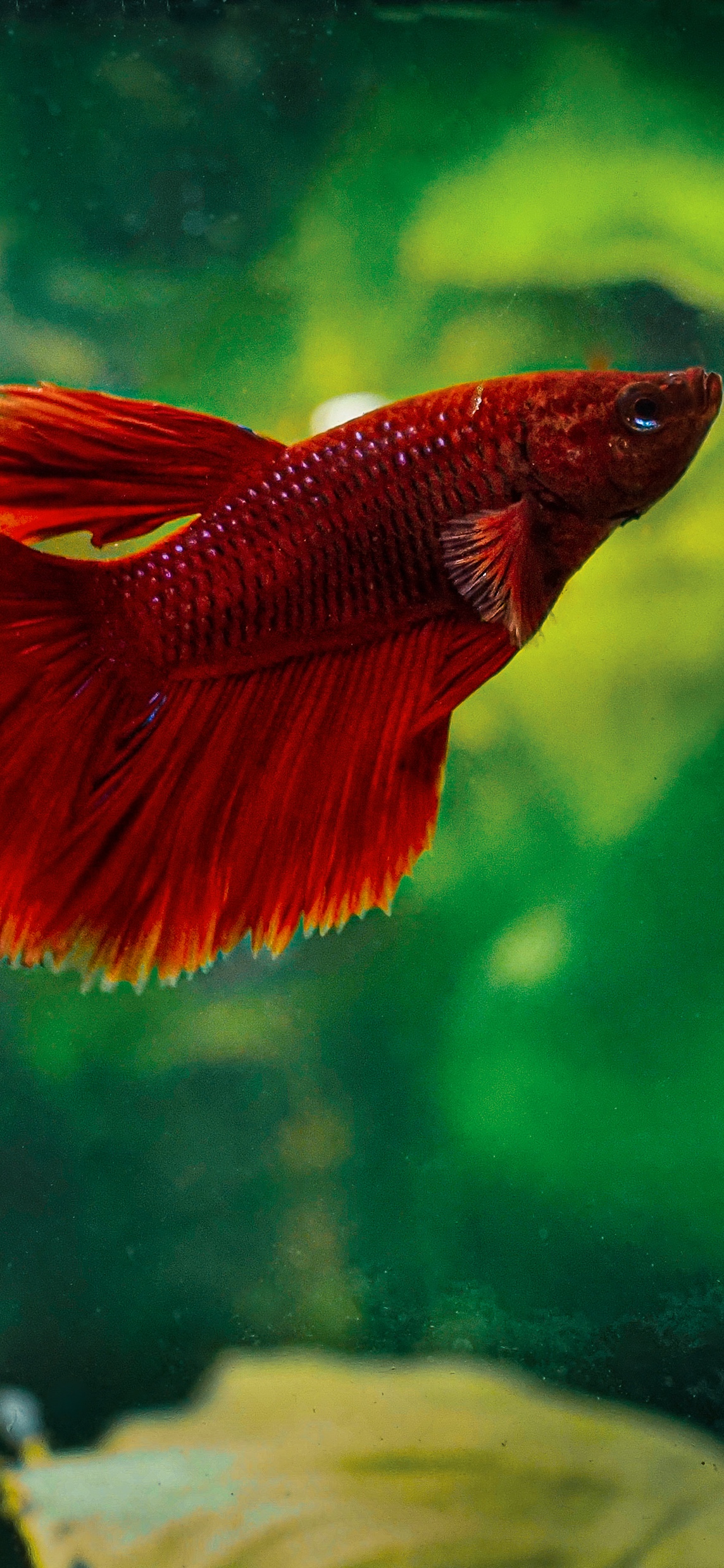 原图壁纸：鱼儿在海里游来游去，自由自在