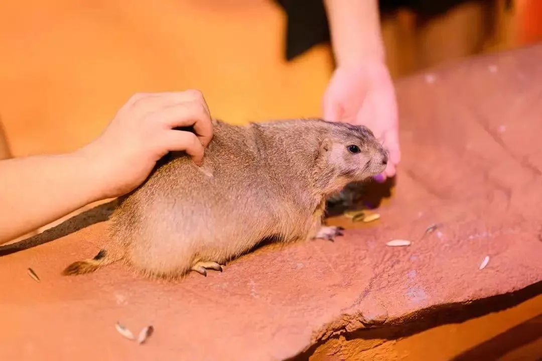 成都市暑假亲子游玩地点推荐,暑假成都亲子游推荐景点