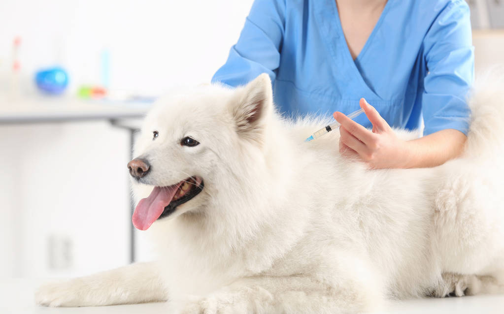 这7种“便宜狗”,你确定不考虑养一只?