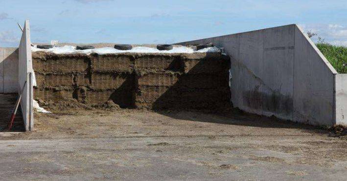 全株青贮和青贮哪个更划算,全株青贮行距