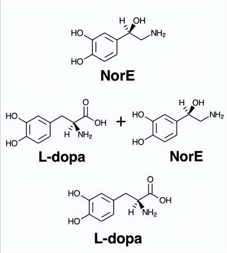 前体底物对无细胞和真菌细胞系统中黑色素合成的影响