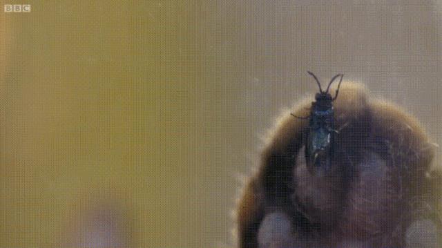 猫嘴里吐出半只蟑螂，如何消毒？在线等，急