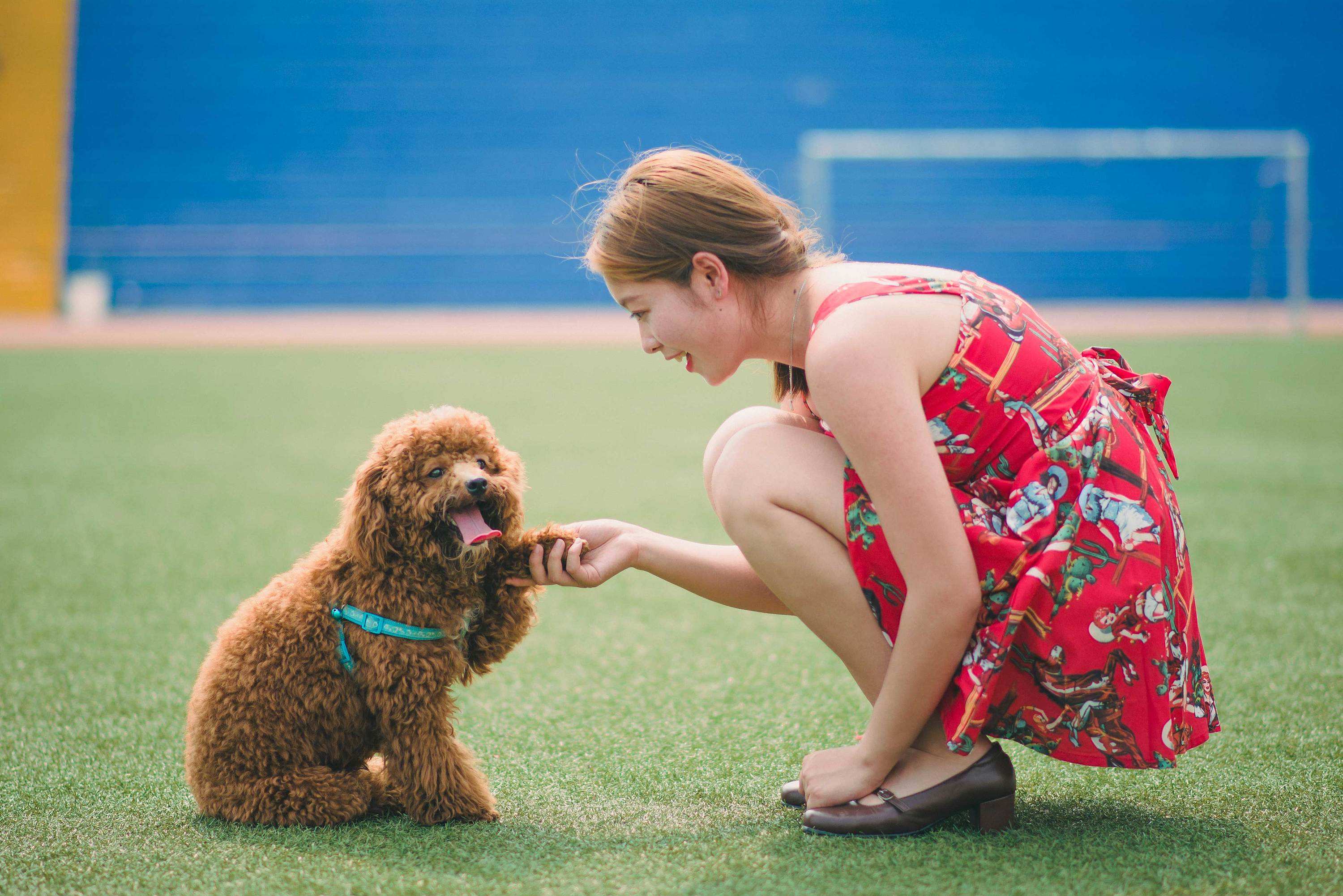 宠物超过多少金额可以立案,宠物超过多少钱可以立案