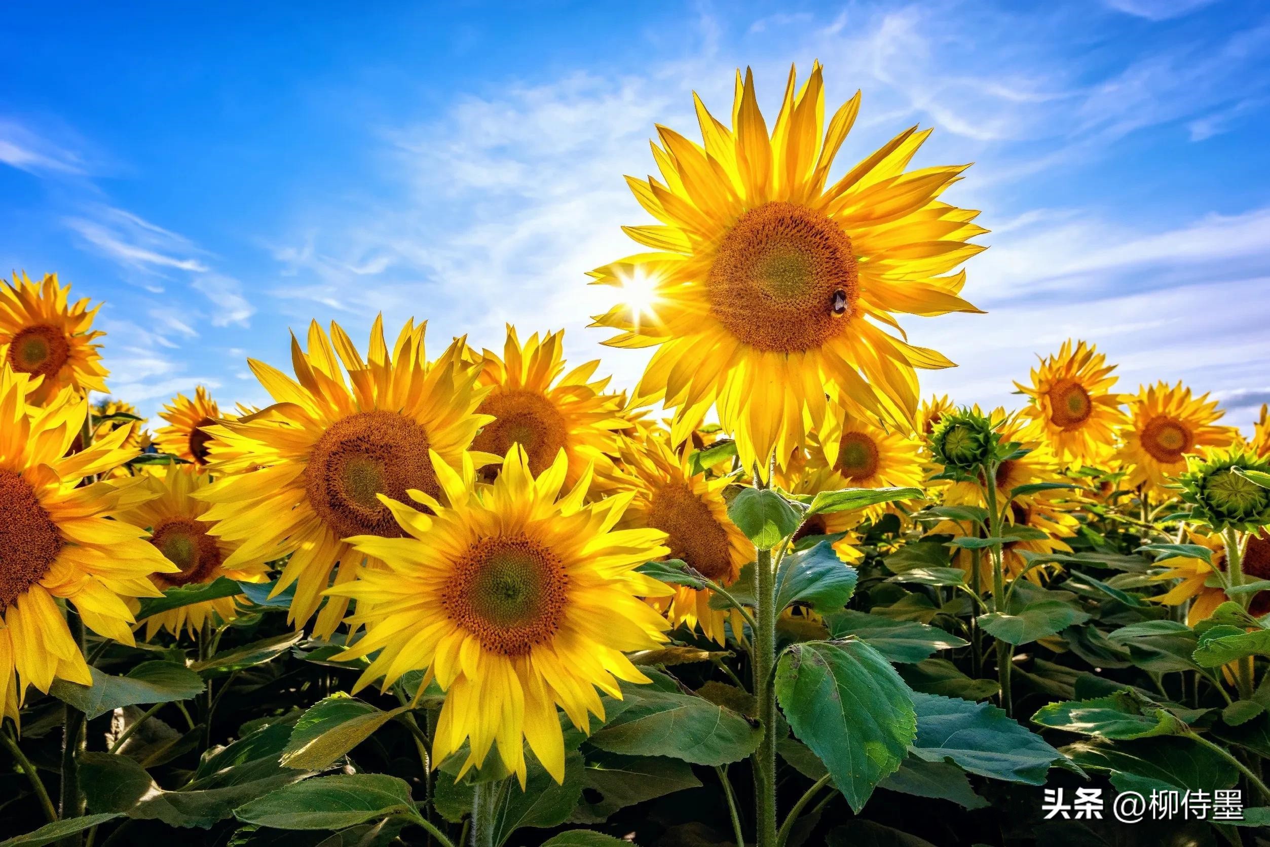怎样用手机拍出向日葵好看的照片,向日葵怎样拍好看