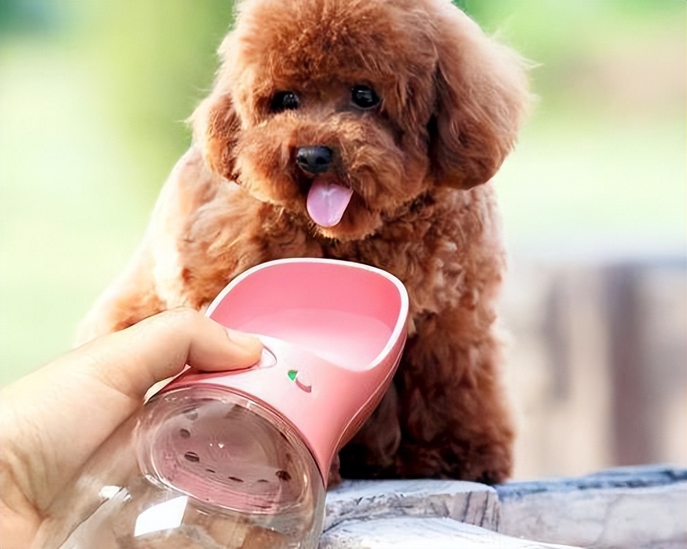 小醋精吃醋,小醋精知乎后续