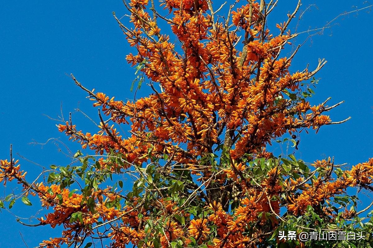 一年开花两年结果三年成熟,一年开花几次比较多