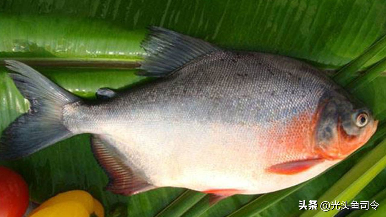 钓条不认识的鱼，肚皮是红色的，差点被咬伤，网友：食人鱼？