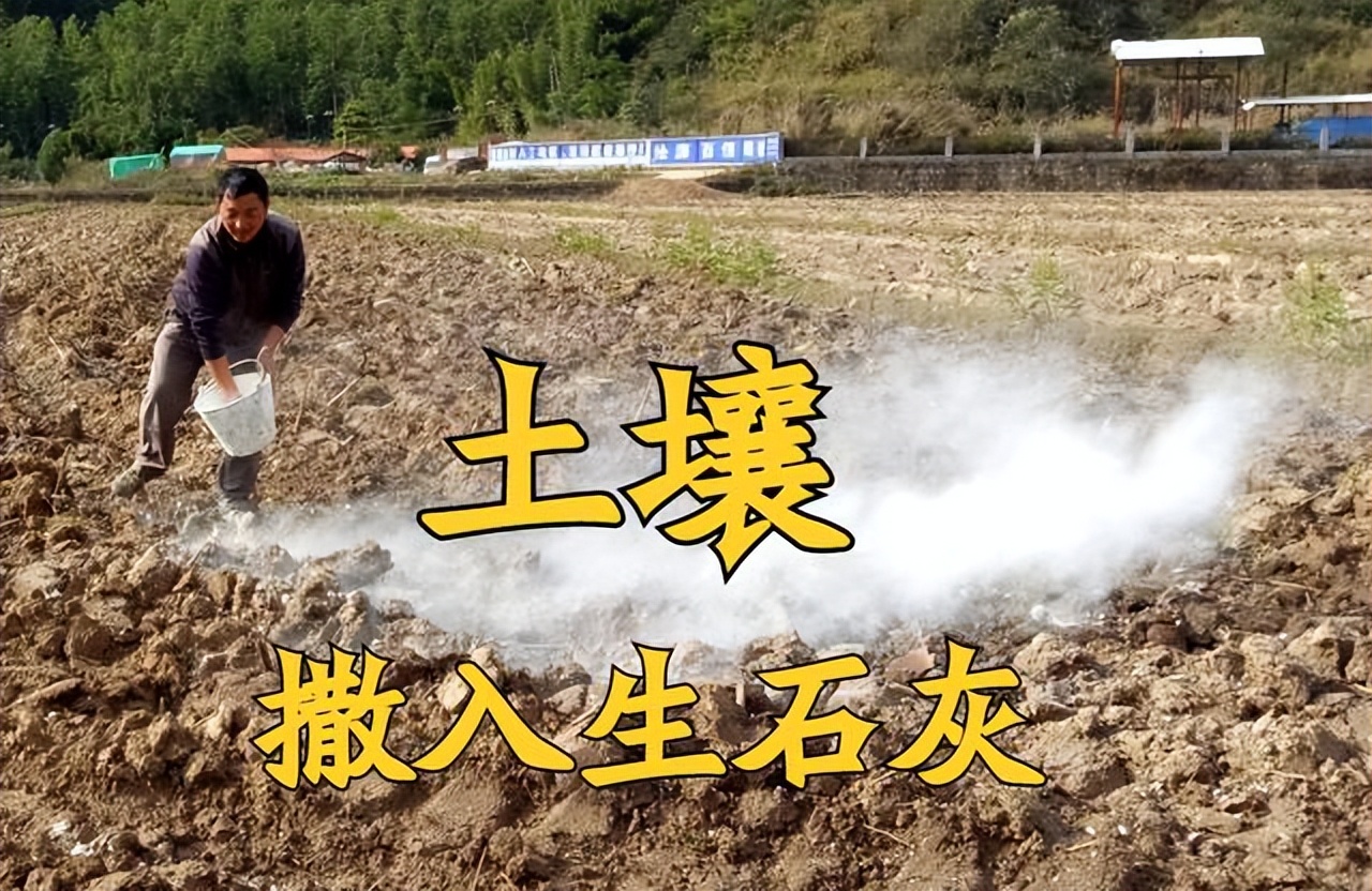 生石灰怎么治疗水霉病,生石灰土壤杀菌怎么用