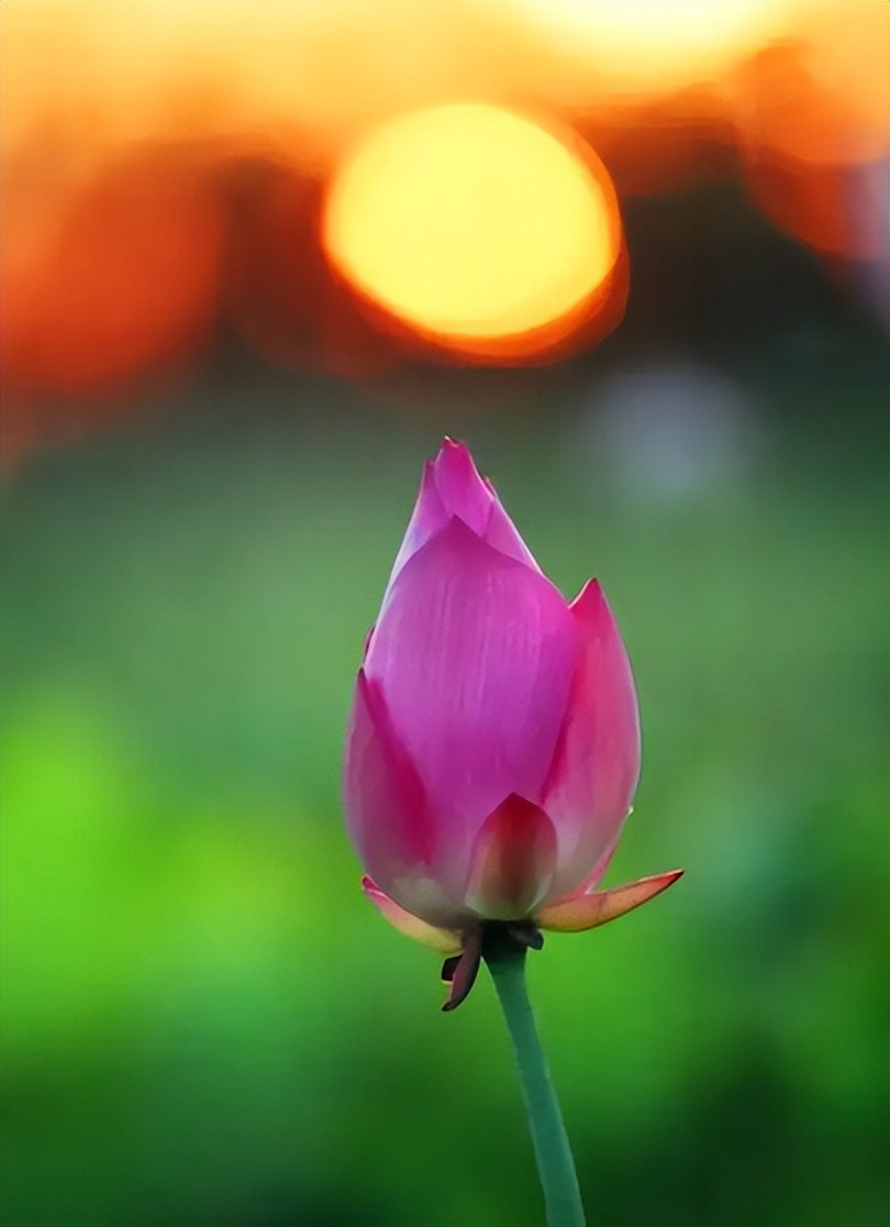 周嗣远|接天碧叶莹如玉，夕照芙蓉万朵花（原创荷之歌25首）