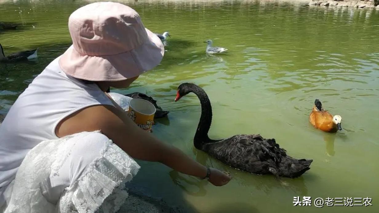 黑天鹅盆栽养法,养几只黑天鹅