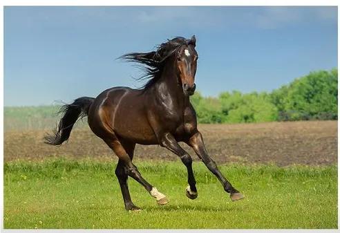 马与马的属相相配怎么样,属马的三合属相与哪个相配