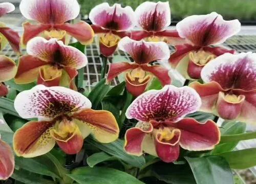 十种最有名的兰花图片,最美的100种兰花图片