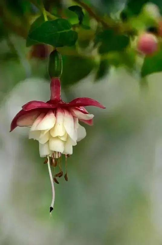花朵壁纸横版,花朵招财壁纸