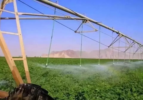 中国在迪拜沙漠试种海水稻的过程,中国在迪拜种植海水稻的有利条件