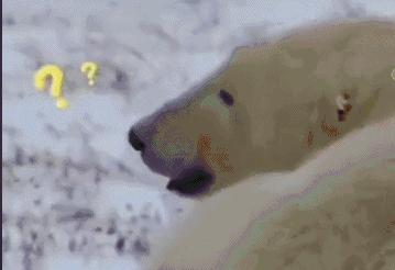 白熊和黑熊能配出黑波利吗,白熊与黑熊谁厉害