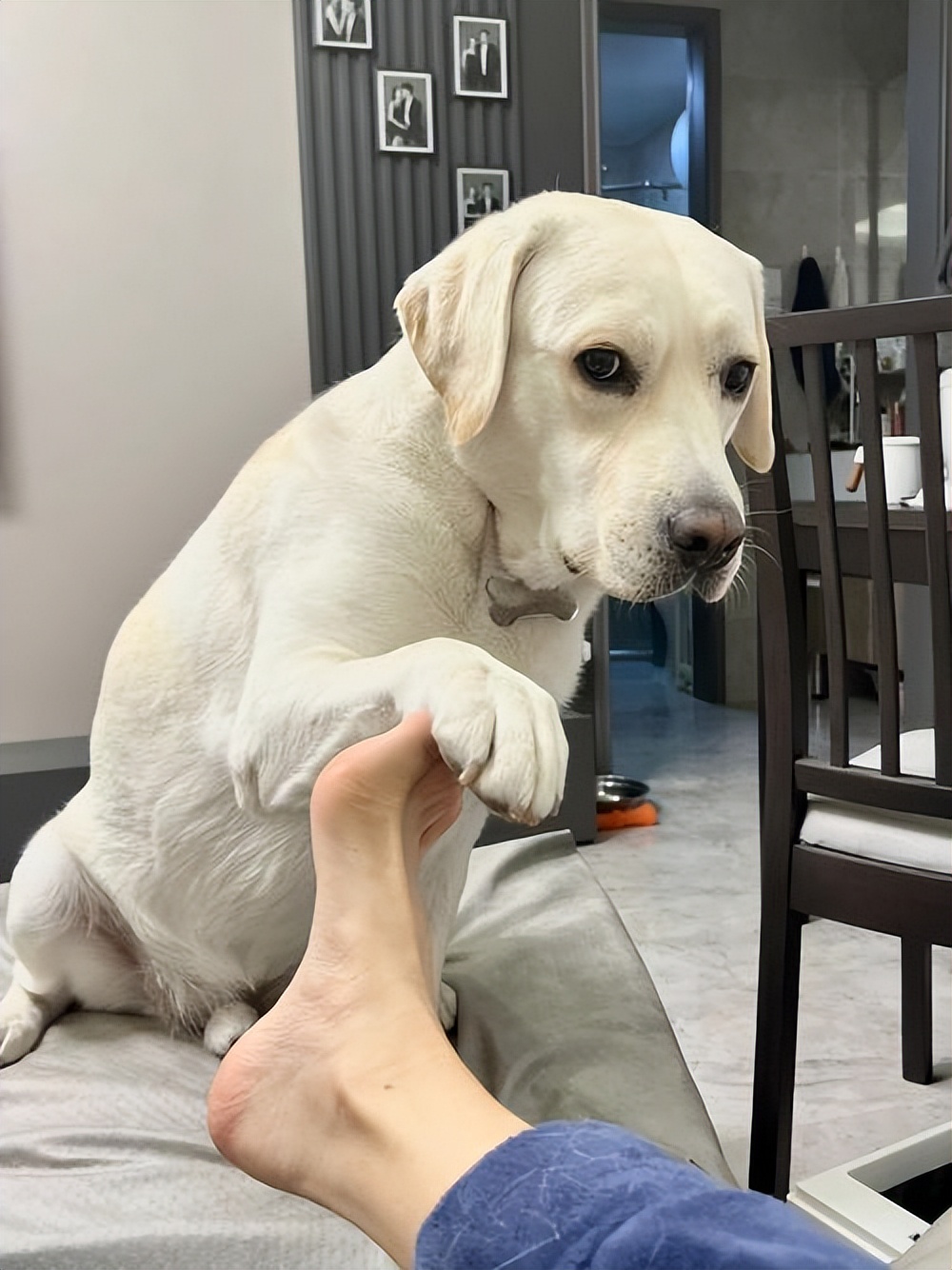 什么狗最忠诚最护主和凶猛又好养,这几种狗一旦抛弃很难独自活下去