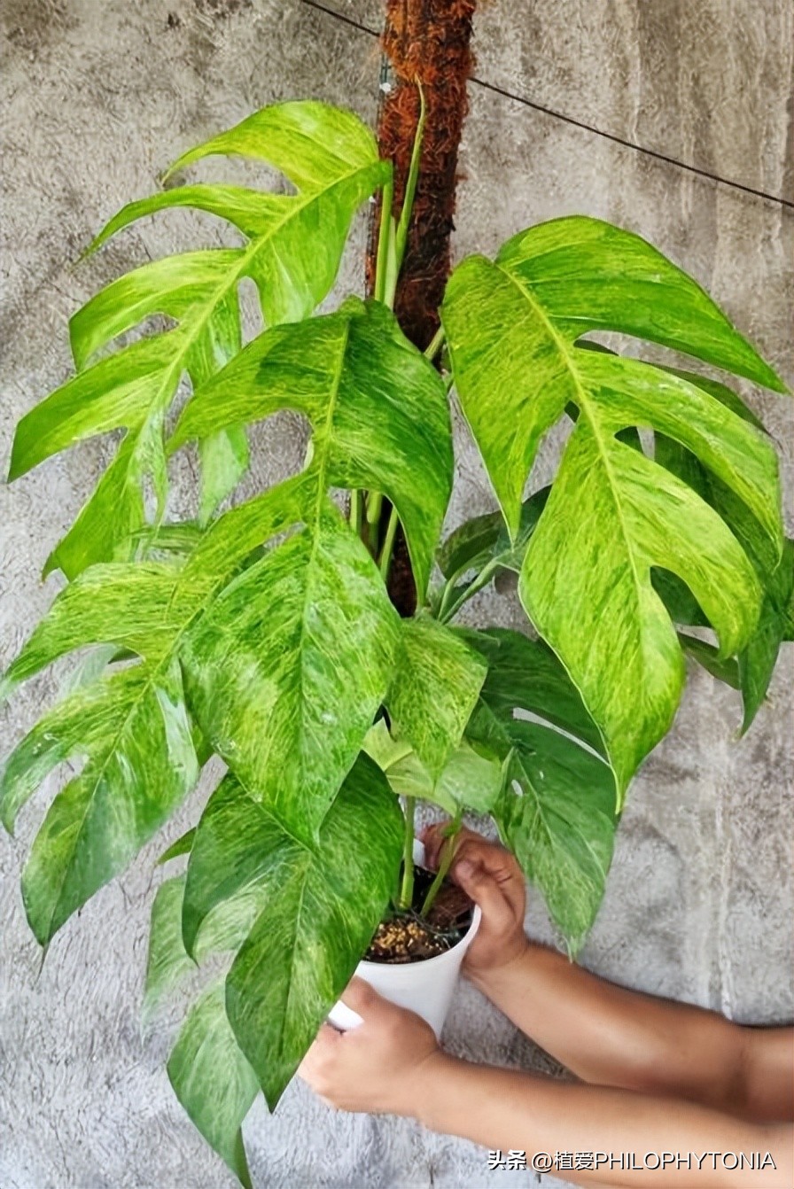 麒麟尾的猫咪是什么样的品种,麒麟尾花卉品种