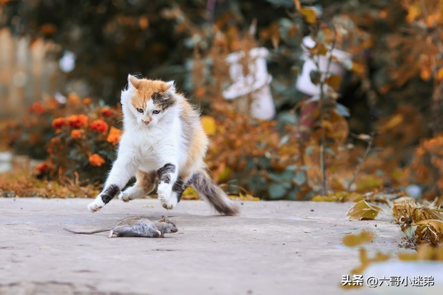 粘鼠板上放什么吸引老鼠 (老鼠太狡猾粘鼠板不上当怎么办)