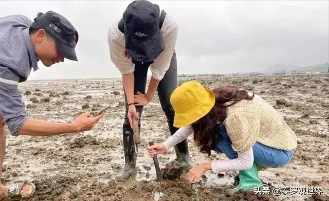 一天挖2000斤海肠？狂赚十几万？无视劝阻赶海，有人因此死亡