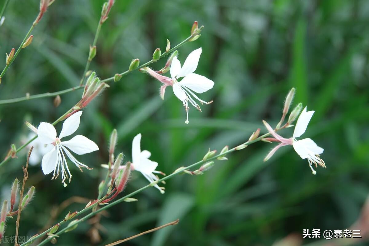 女作家去做保姆最新一期内容,女作家去做保姆520