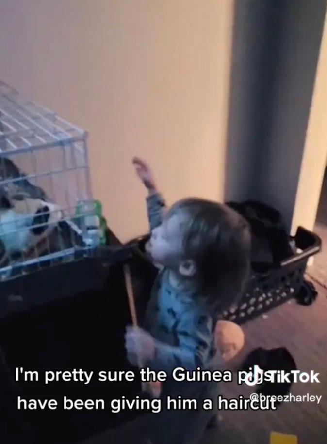 加拿大妈妈发现儿子头发莫名“越留越短”，居然是被家里豚鼠啃得