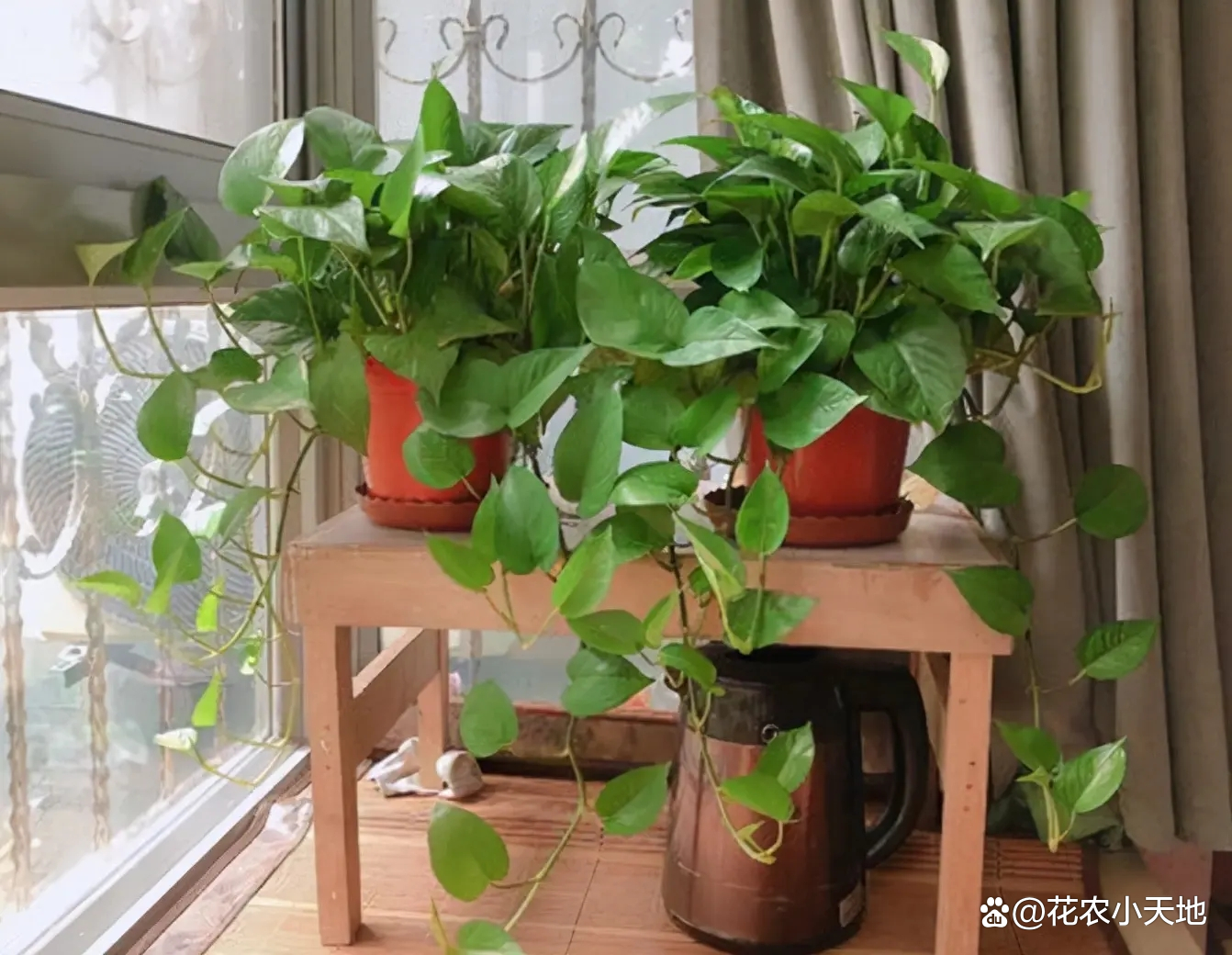 绿萝叶子发黄是什么原因怎么办,绿萝专用营养液防止叶黄枯萎