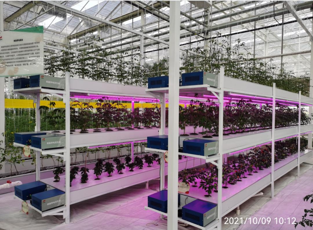 农业技术大讲堂之番茄的种植技术,连云港番茄无土栽培