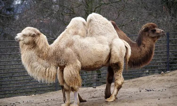 骆驼为什么能吃荆棘和仙人掌,骆驼沙漠之王