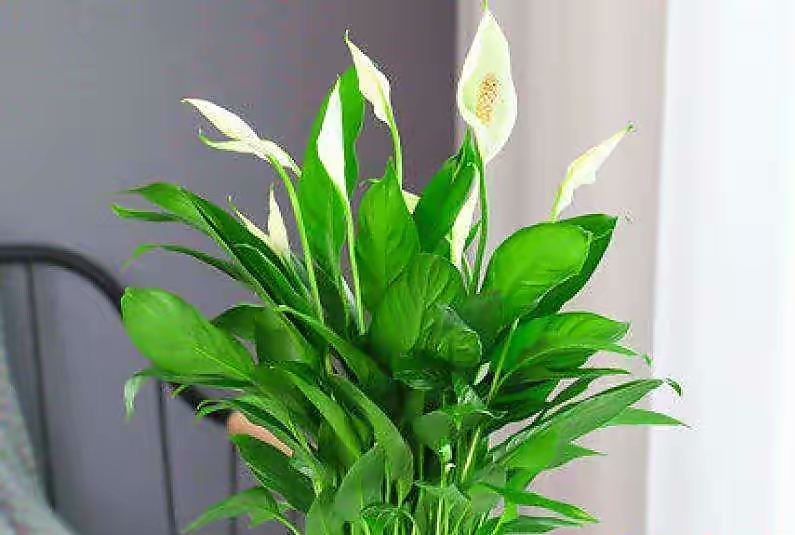 卫生间可养“6种花”，耐阴好养，吸收水分杀毒灭菌，干净清爽