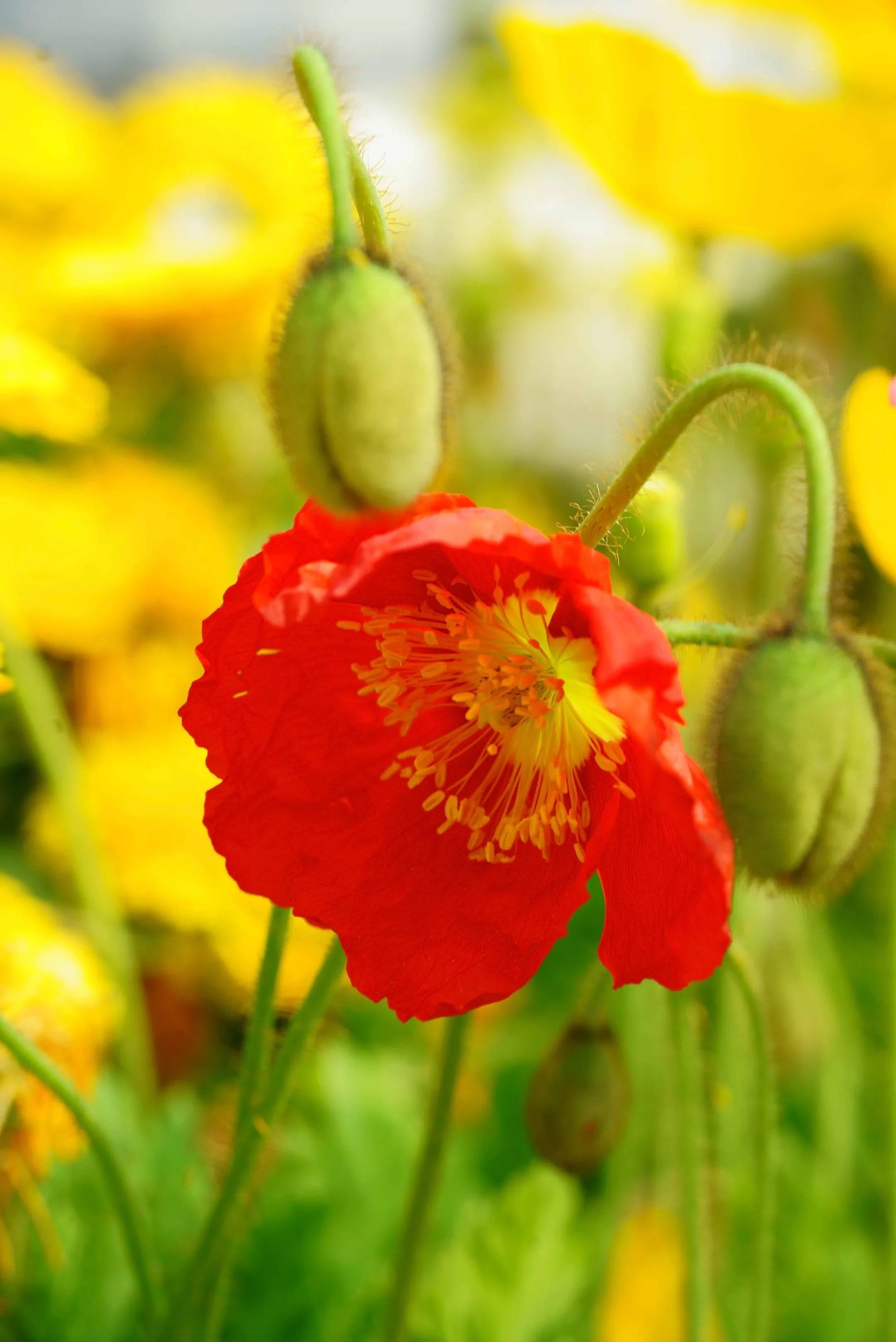 春夏之交，越来越多的花含苞欲放，这一百种娇媚蓓蕾真是美不胜收