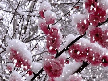 心若香茗静听花开的意思,心若香茗静听花开意思